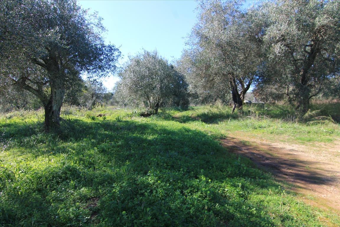 Terreno en Corfú, Grecia, 4 131 m² - imagen 11