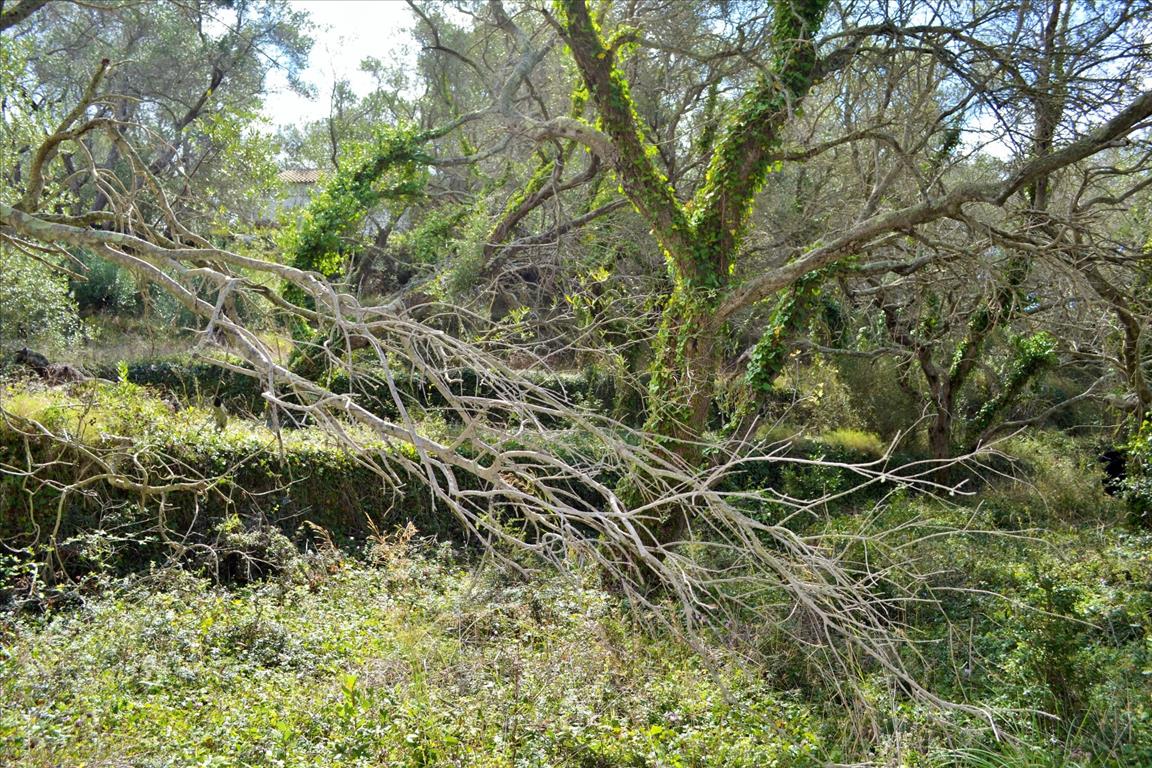 Land in Corfu, Greece, 4 673 m² - picture 11