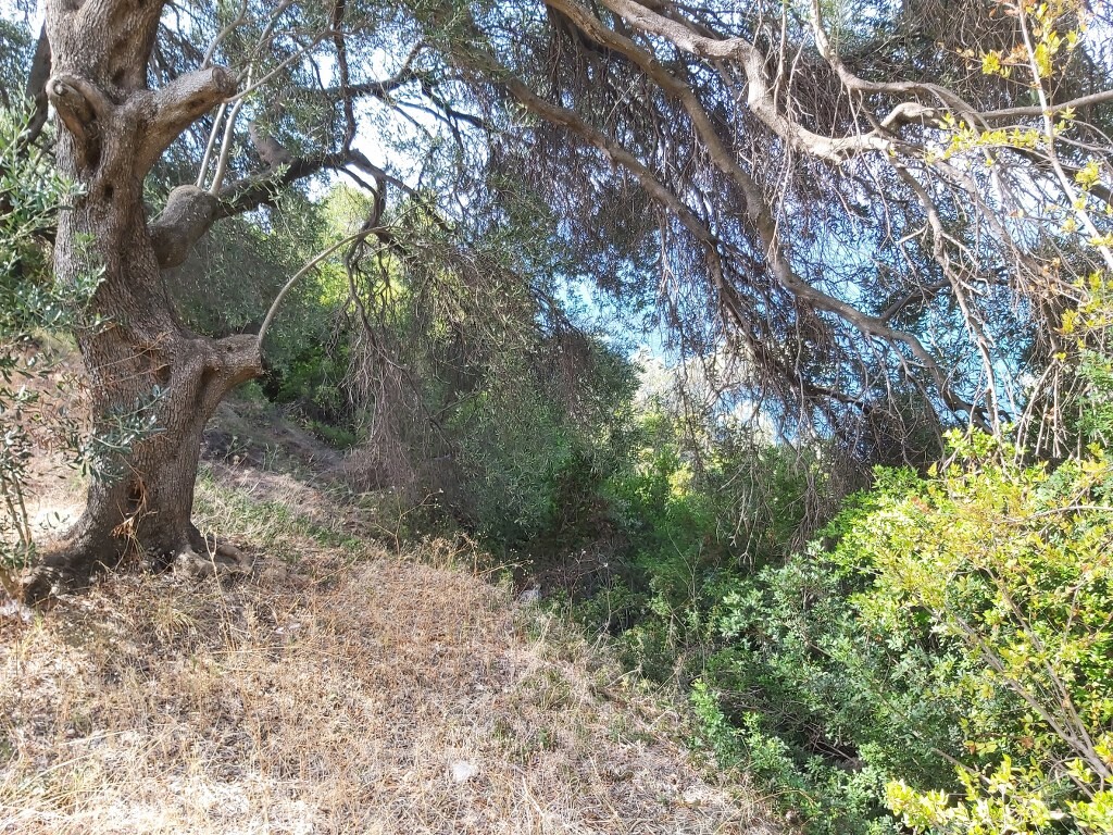 Terreno a Corfù, Grecia, 8 600 m2 - foto 11