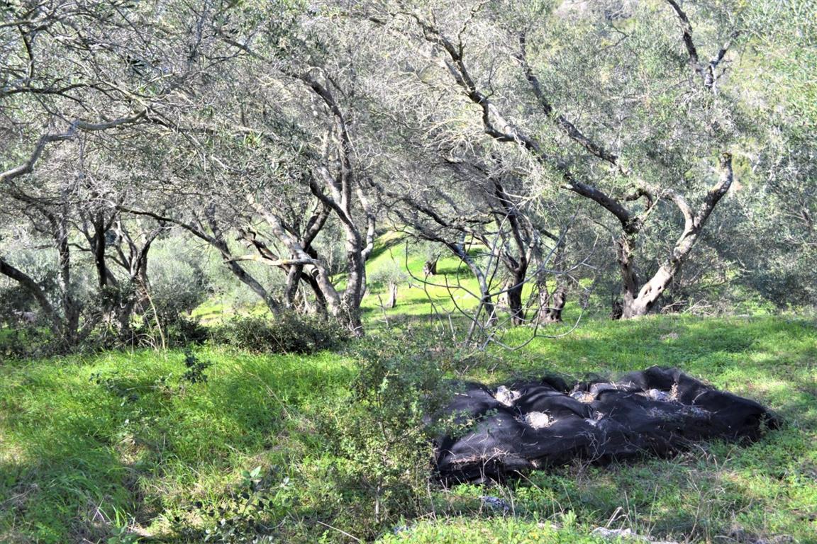 Terrain à Corfou, Grèce, 70 000 m² - image 11