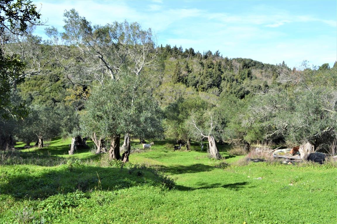Terrain à Corfou, Grèce, 6 000 m² - image 11