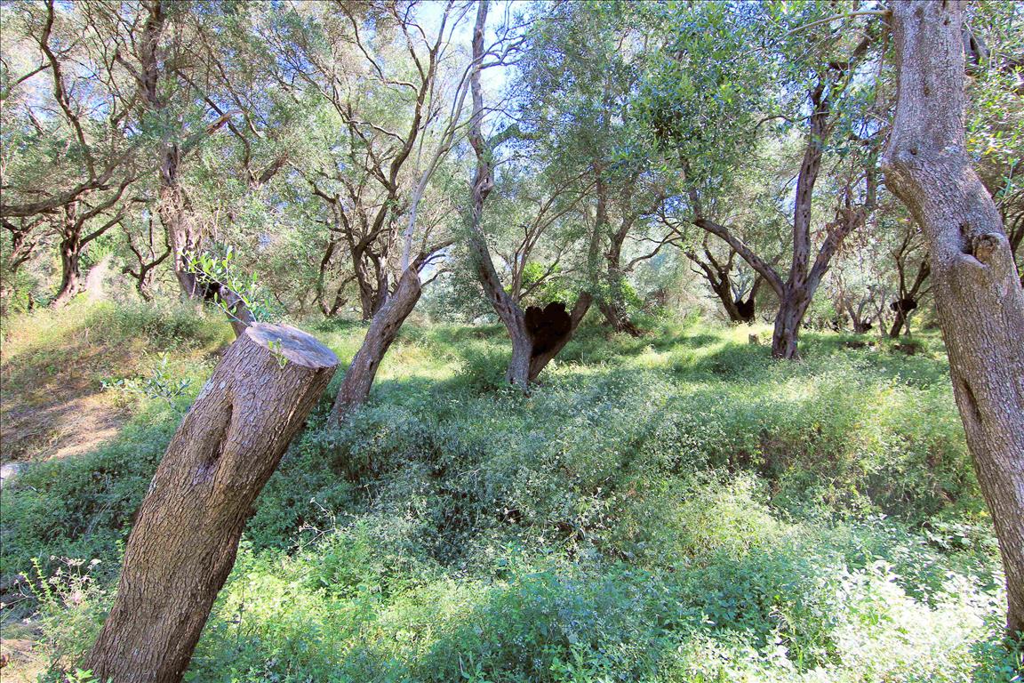 Terrain à Corfou, Grèce, 10 000 m² - image 11
