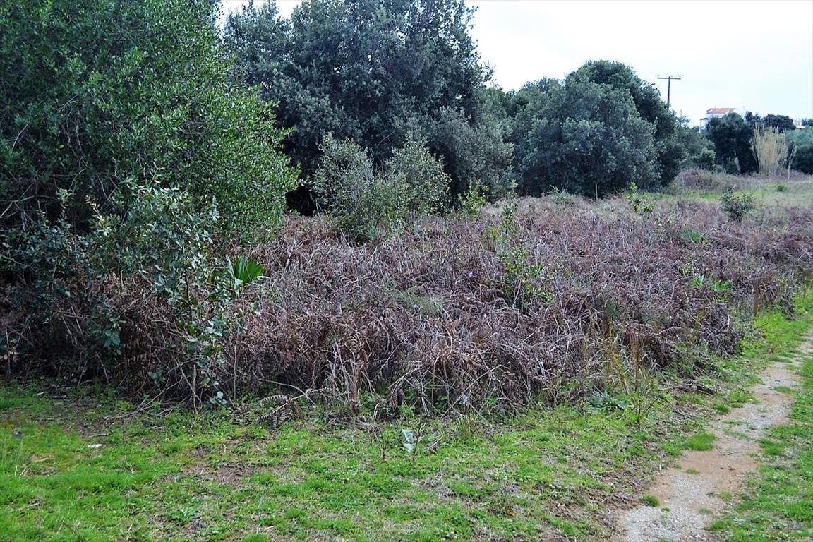 Land in Corfu, Greece, 5 500 m² - picture 11