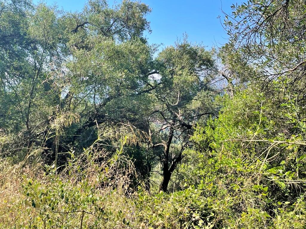 Terreno a Corfù, Grecia, 90 000 m2 - foto 12