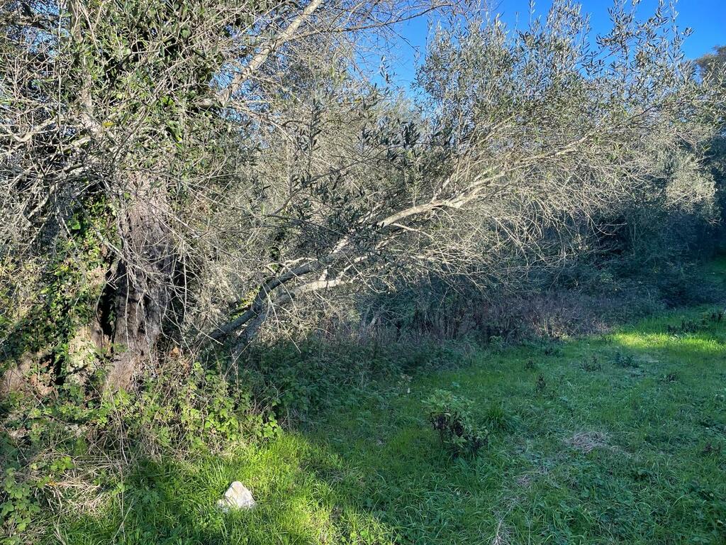 Terrain à Corfou, Grèce, 14 529 m² - image 12