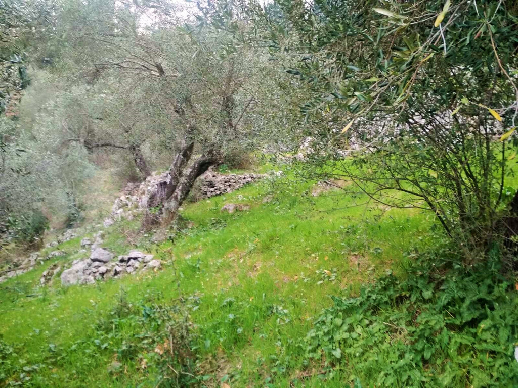 Land in Corfu, Greece, 4 363 m² - picture 12