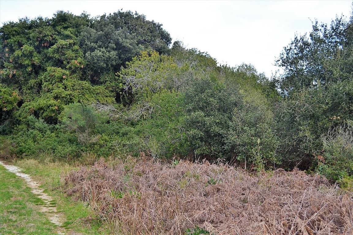 Land in Corfu, Greece, 5 500 m² - picture 12