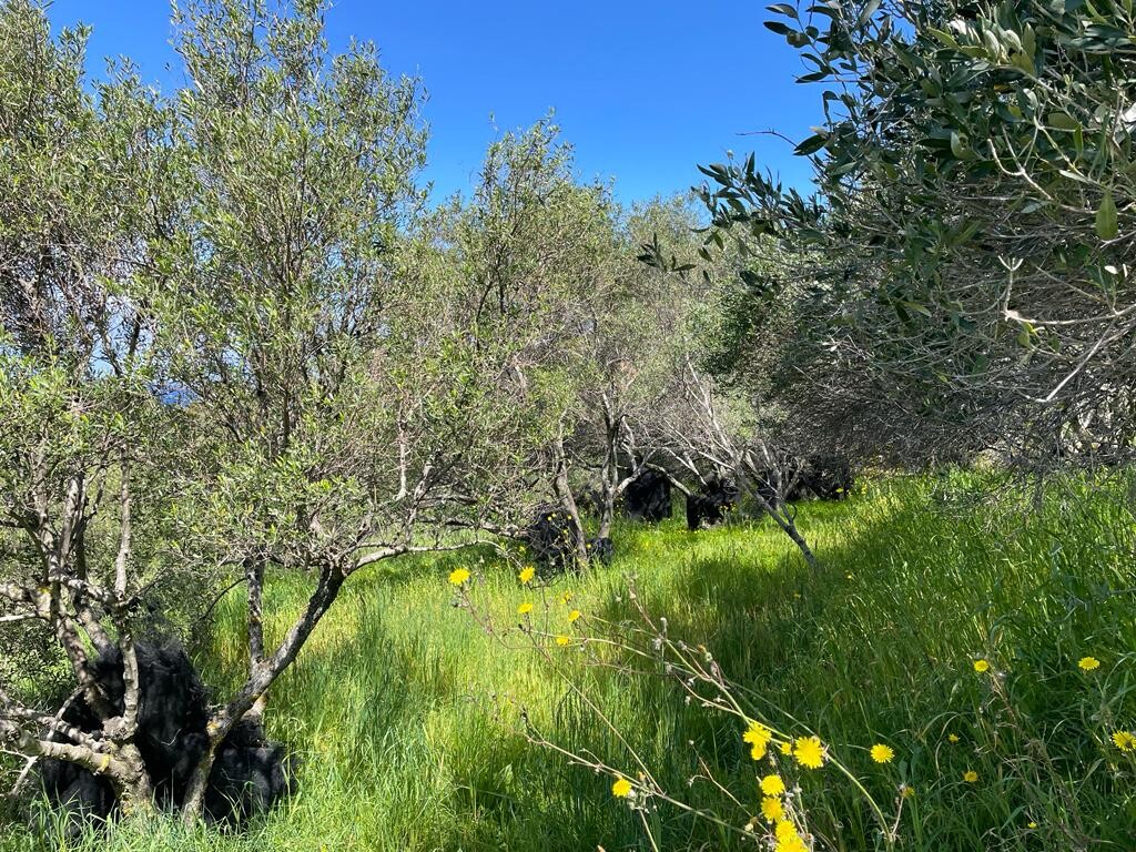 Terreno a Corfù, Grecia, 9 150 m2 - foto 12