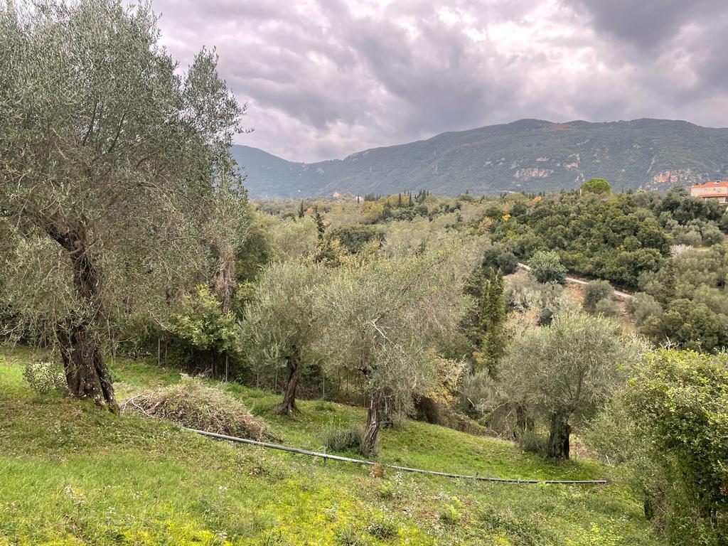 Land in Corfu, Greece, 2 463 m² - picture 12