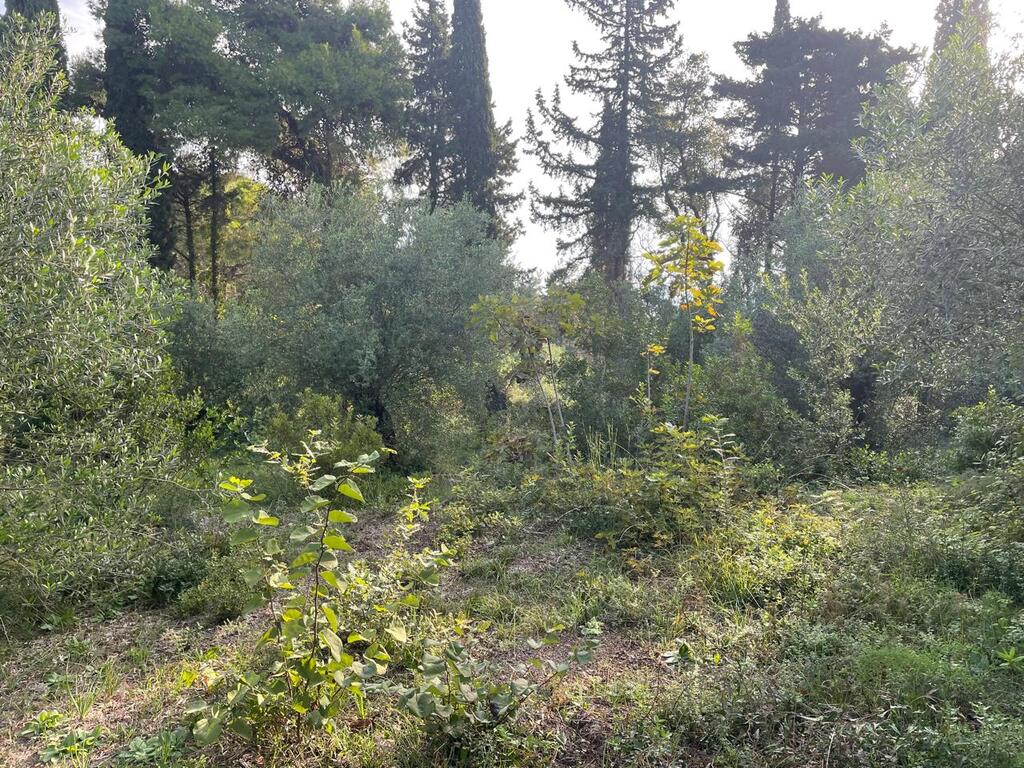 Land in Corfu, Greece, 3 321 m² - picture 12