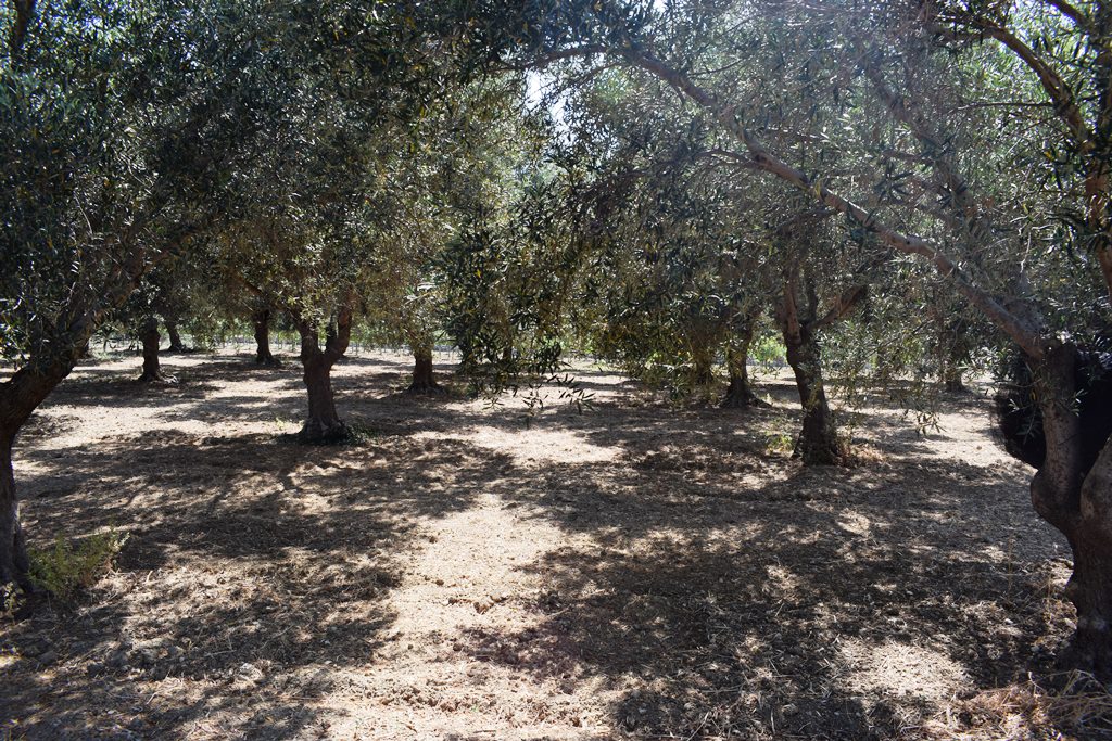 Land in Heraklion, Greece, 4 000 m² - picture 12