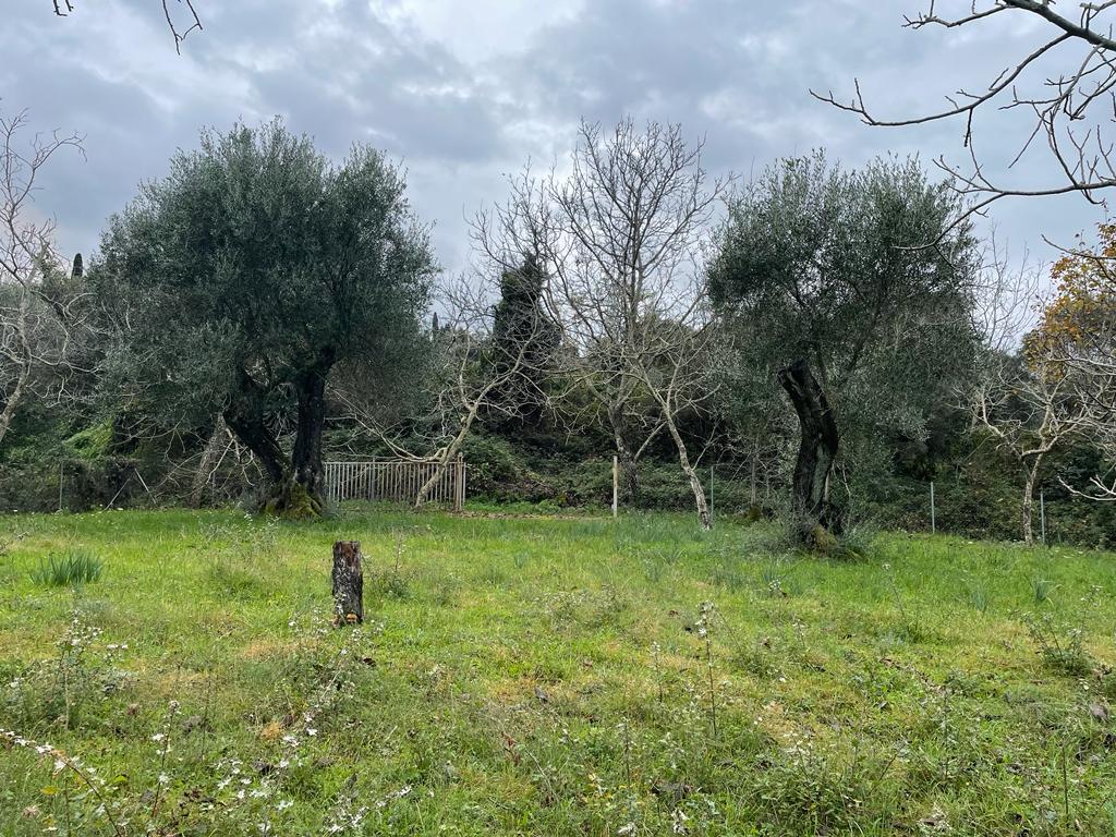 Land in Corfu, Greece, 2 463 m² - picture 13