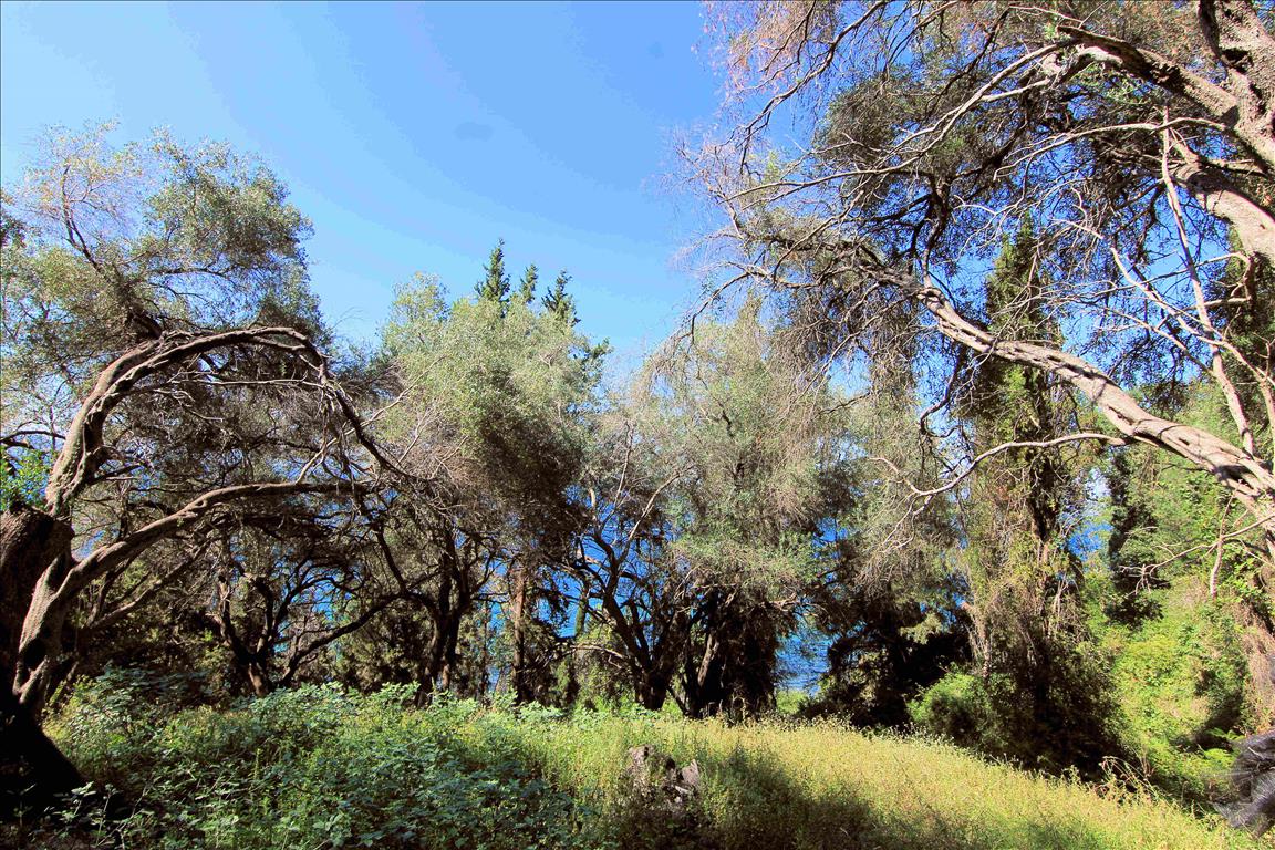 Terrain à Corfou, Grèce, 10 000 m² - image 13