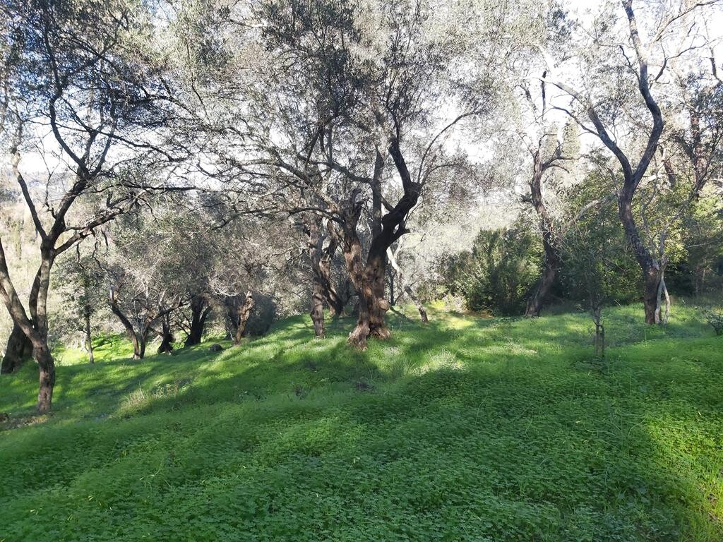 Terreno en Corfú, Grecia, 7 000 m² - imagen 14