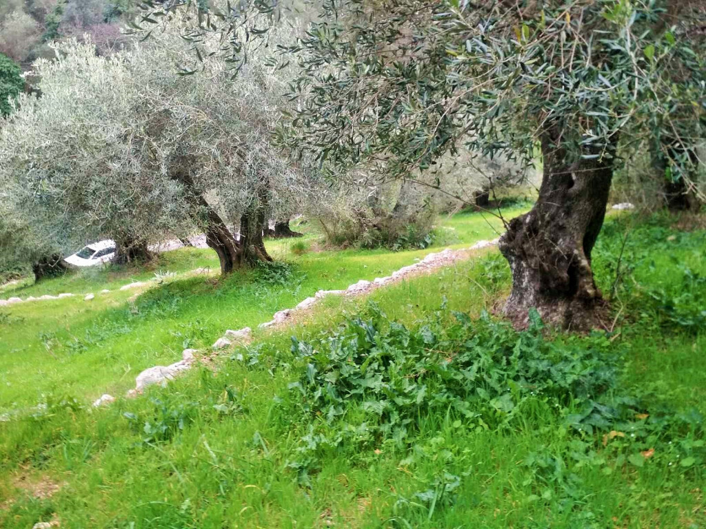 Land in Corfu, Greece, 4 363 m² - picture 14