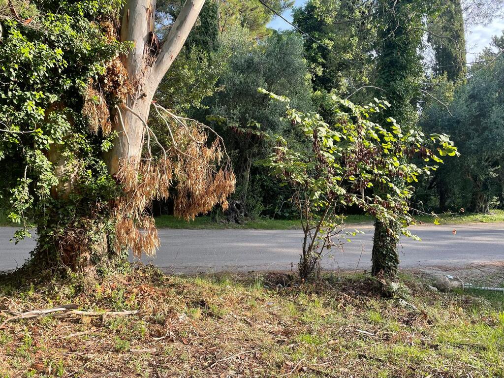 Land in Corfu, Greece, 3 321 m² - picture 14