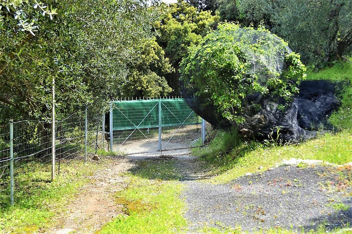 Land in Corfu, Greece, 4 000 m² - picture 14