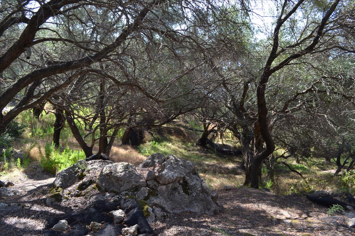 Terreno a Corfù, Grecia, 9 150 m2 - foto 14