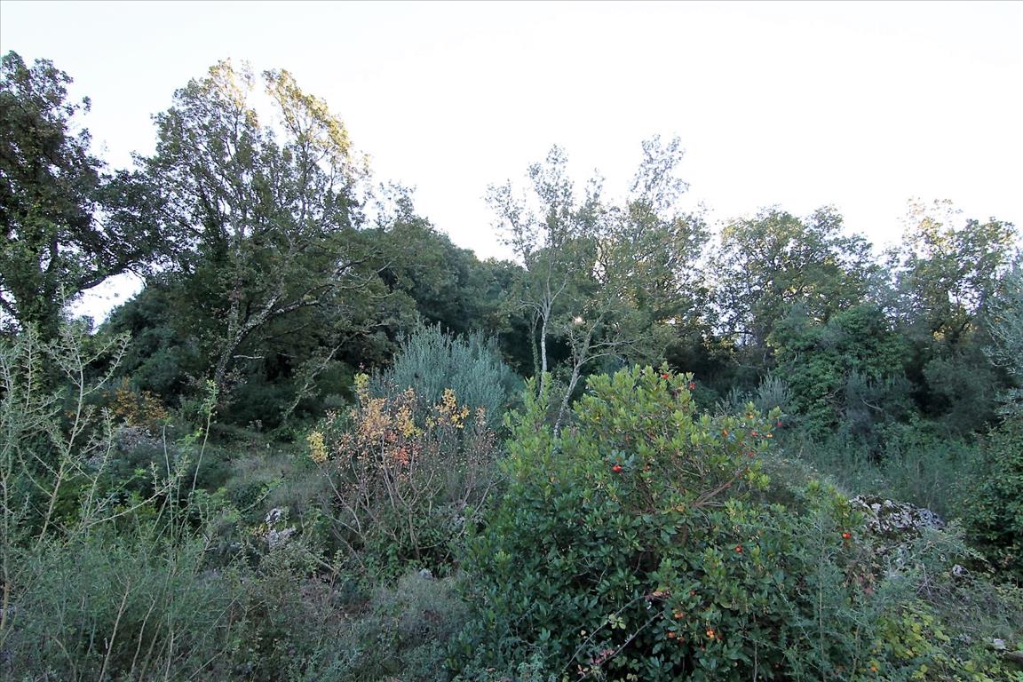 Land in Corfu, Greece, 9 000 m² - picture 15