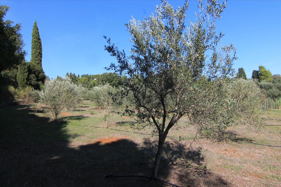 Land in Corfu, Greece, 27 750 m² - picture 15