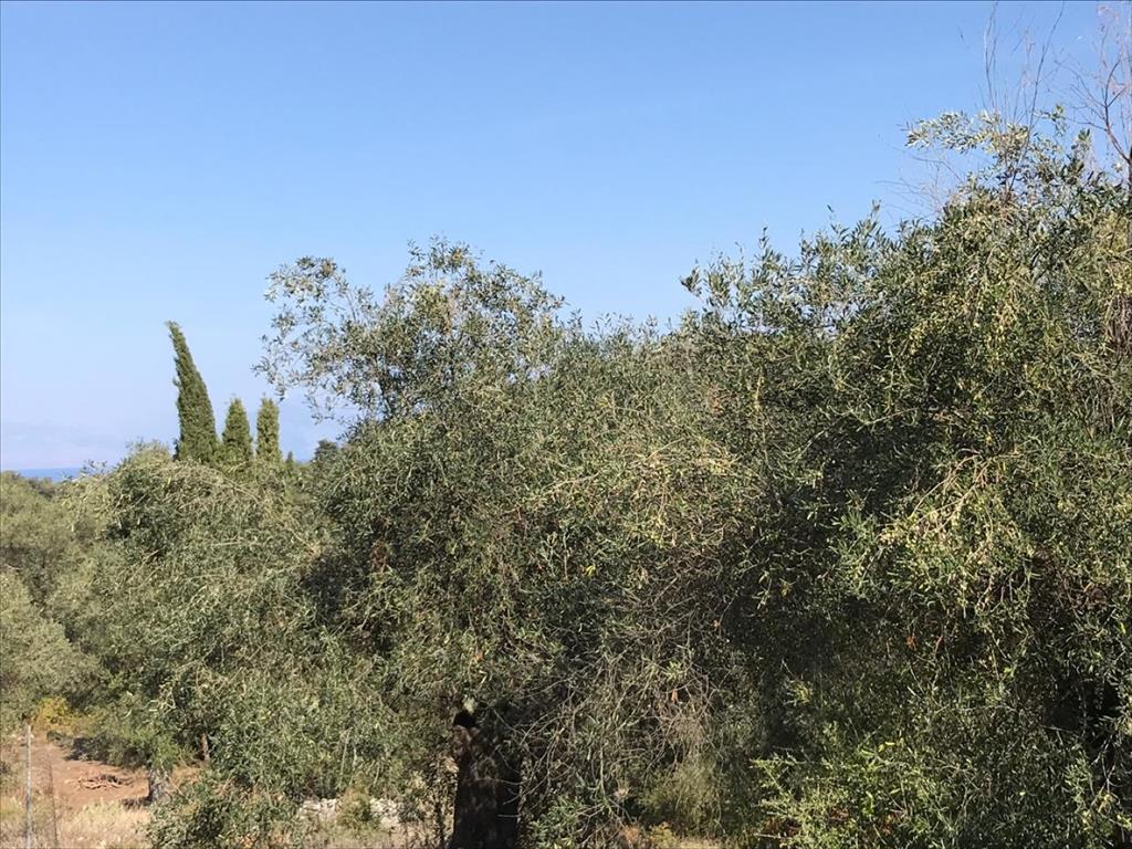 Grundstück in Korfu, Griechenland, 4 000 m² - Foto 15