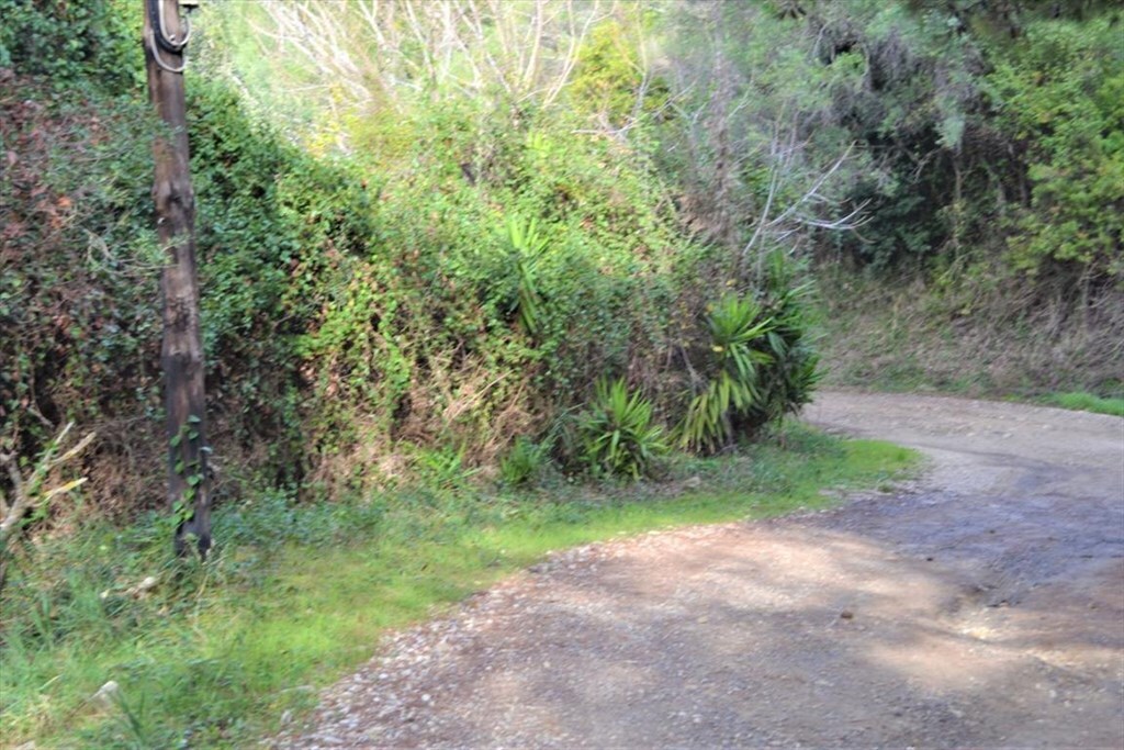 Land in Corfu, Greece, 10 959 m² - picture 15
