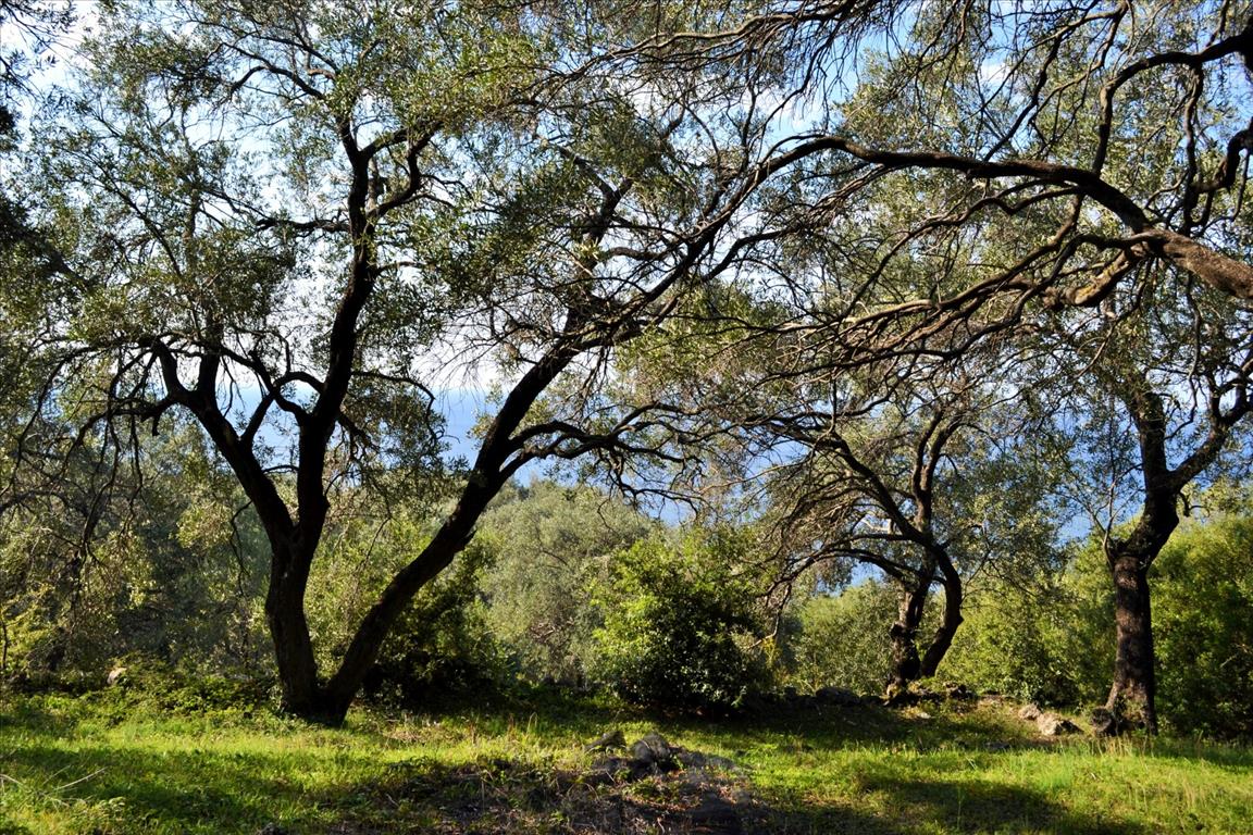Terreno a Corfù, Grecia, 7 606 m2 - foto 15
