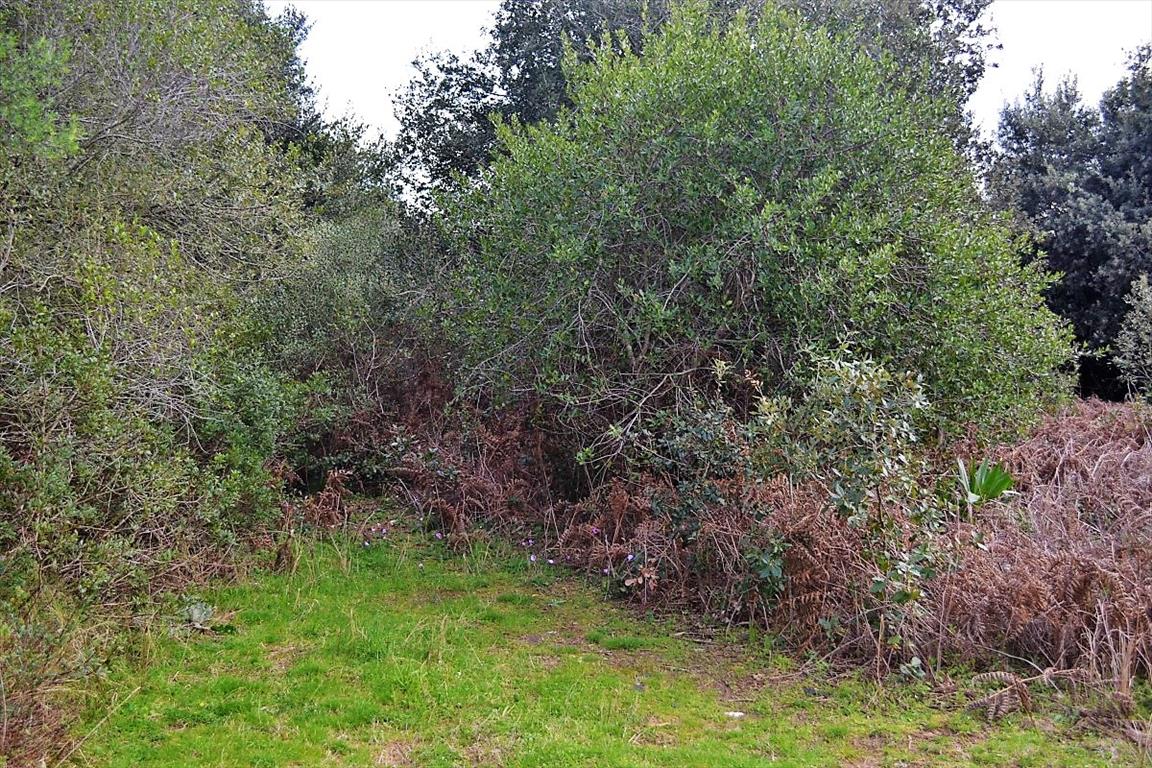 Land in Corfu, Greece, 5 500 m² - picture 16