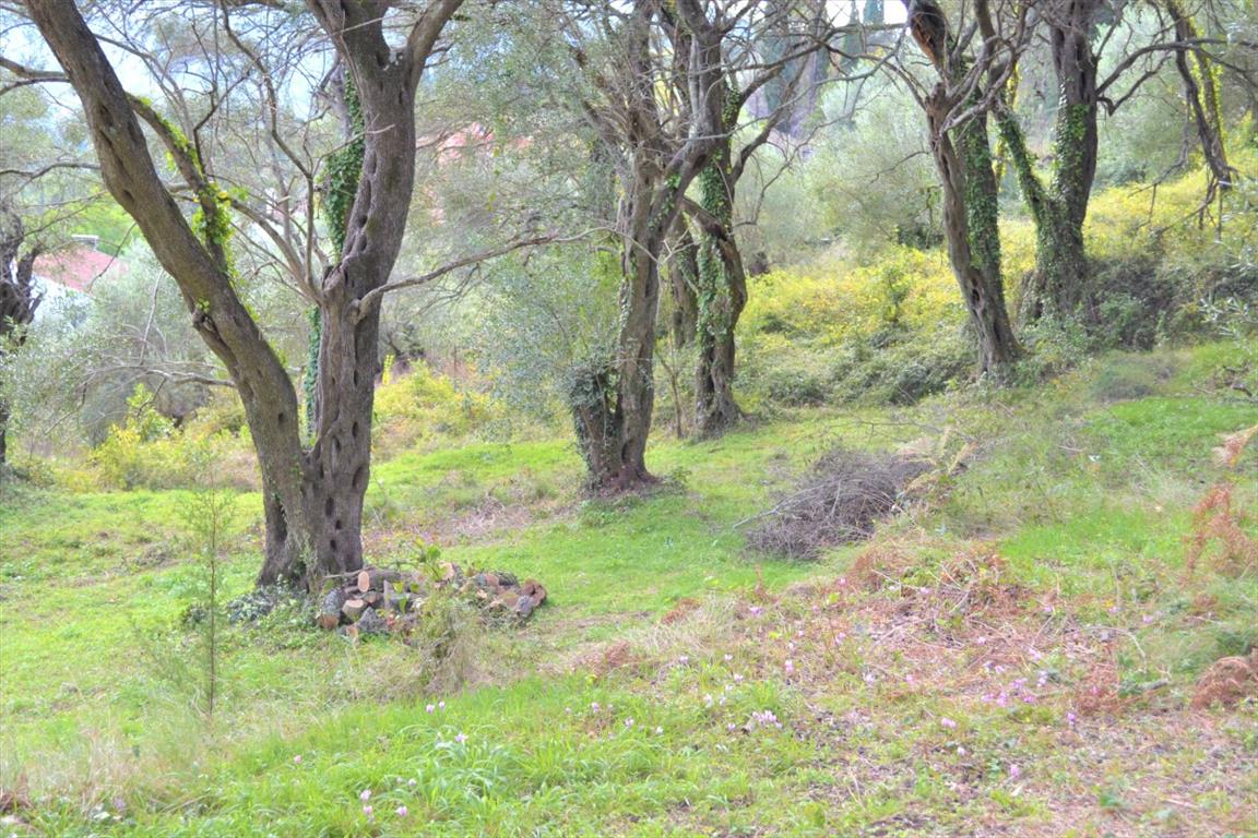 Terreno en Corfú, Grecia, 3 136 m² - imagen 16