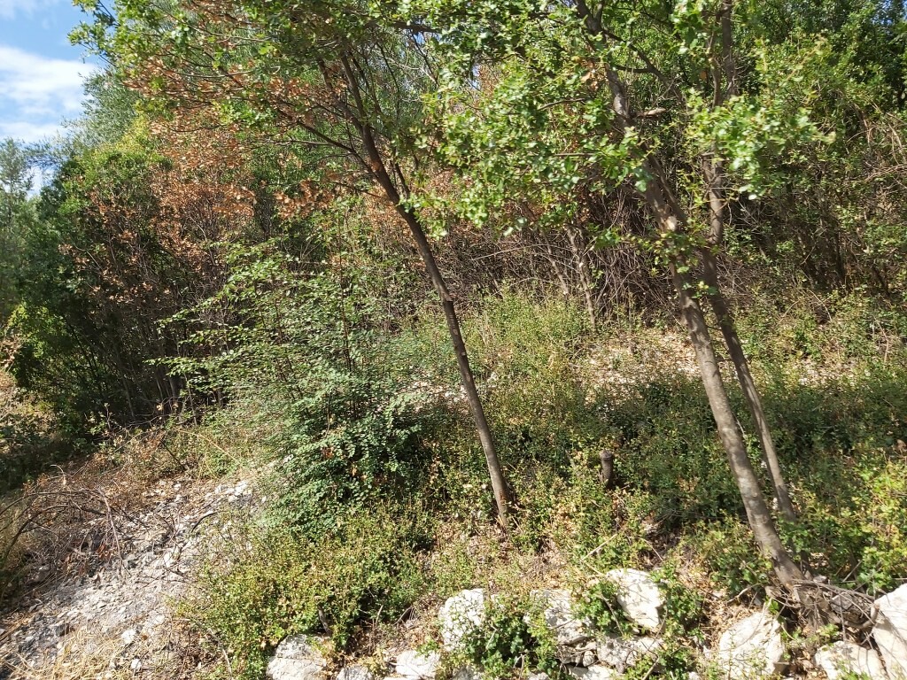 Land in Corfu, Greece, 18 000 m² - picture 16