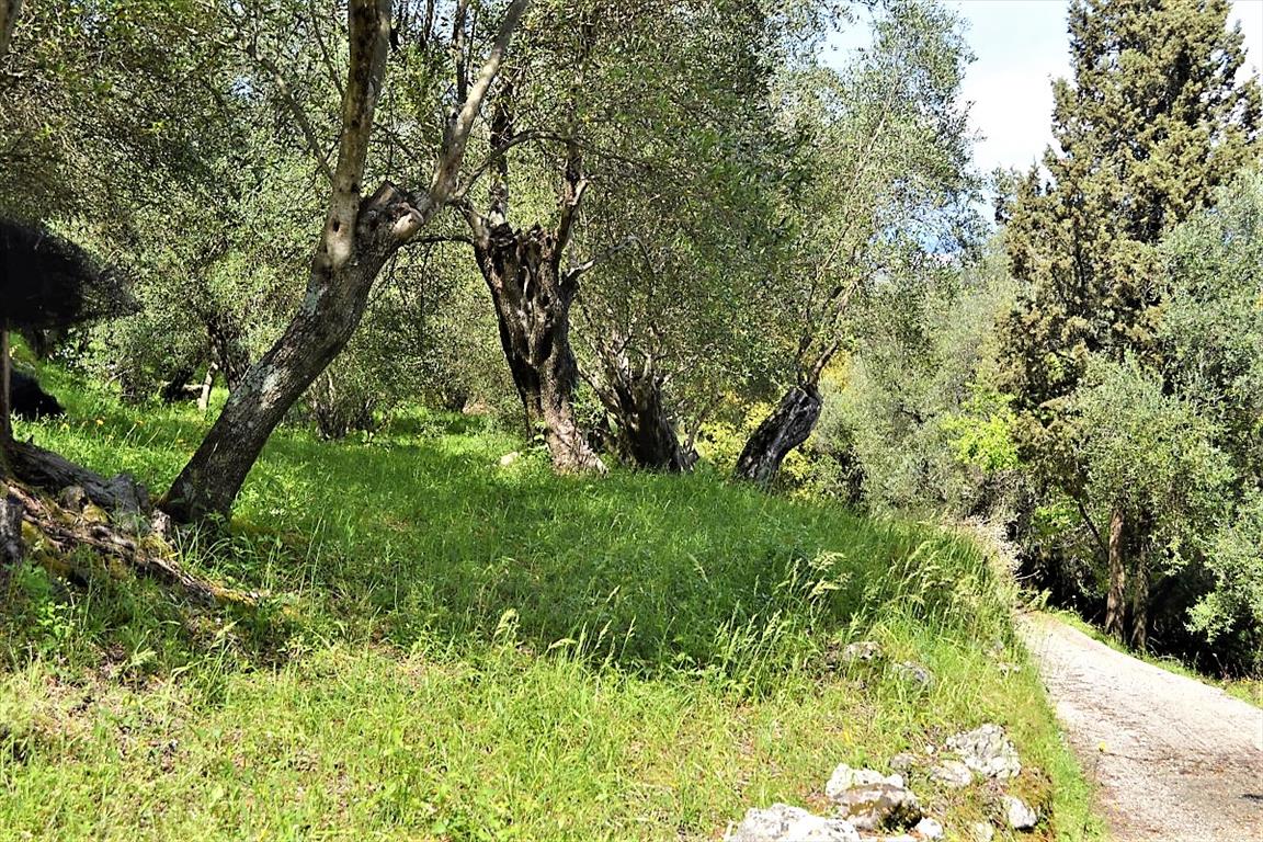 Terrain à Corfou, Grèce, 7 000 m² - image 16