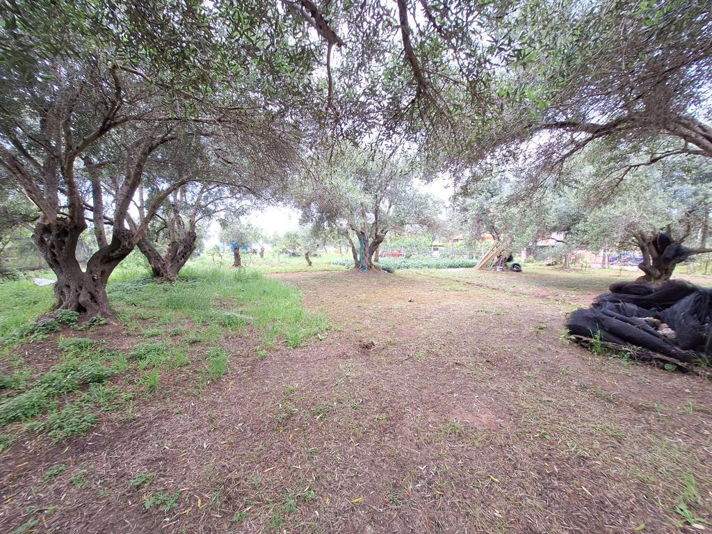 Land in Corfu, Greece, 4 444 m² - picture 16