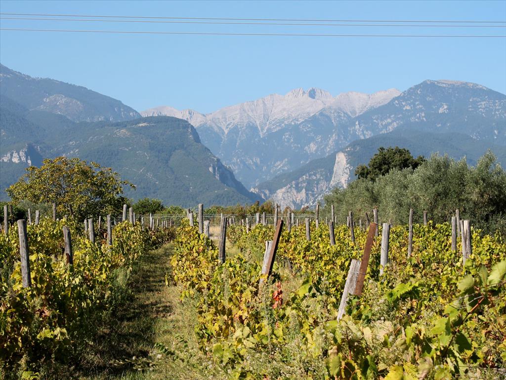 Villa en Olympiaki Akti, Grecia, 400 m² - imagen 17