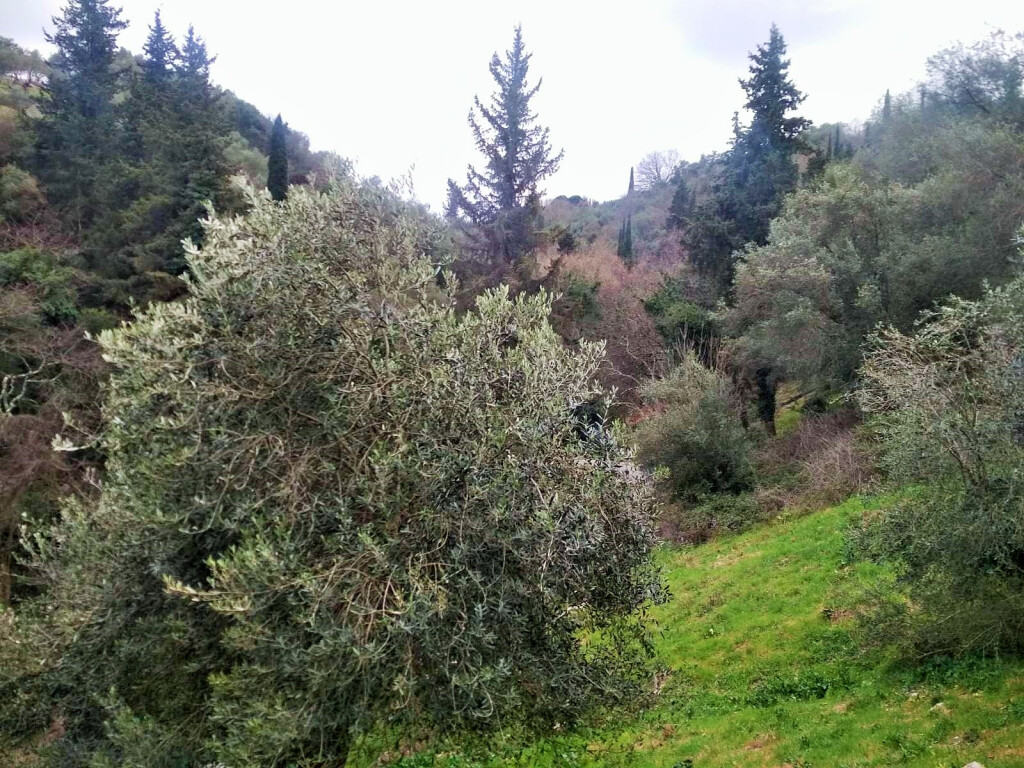 Land in Corfu, Greece, 4 363 m² - picture 17