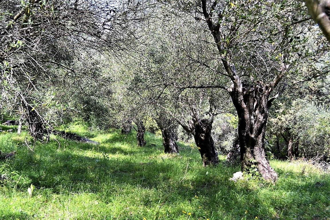 Terrain à Corfou, Grèce, 7 000 m² - image 17