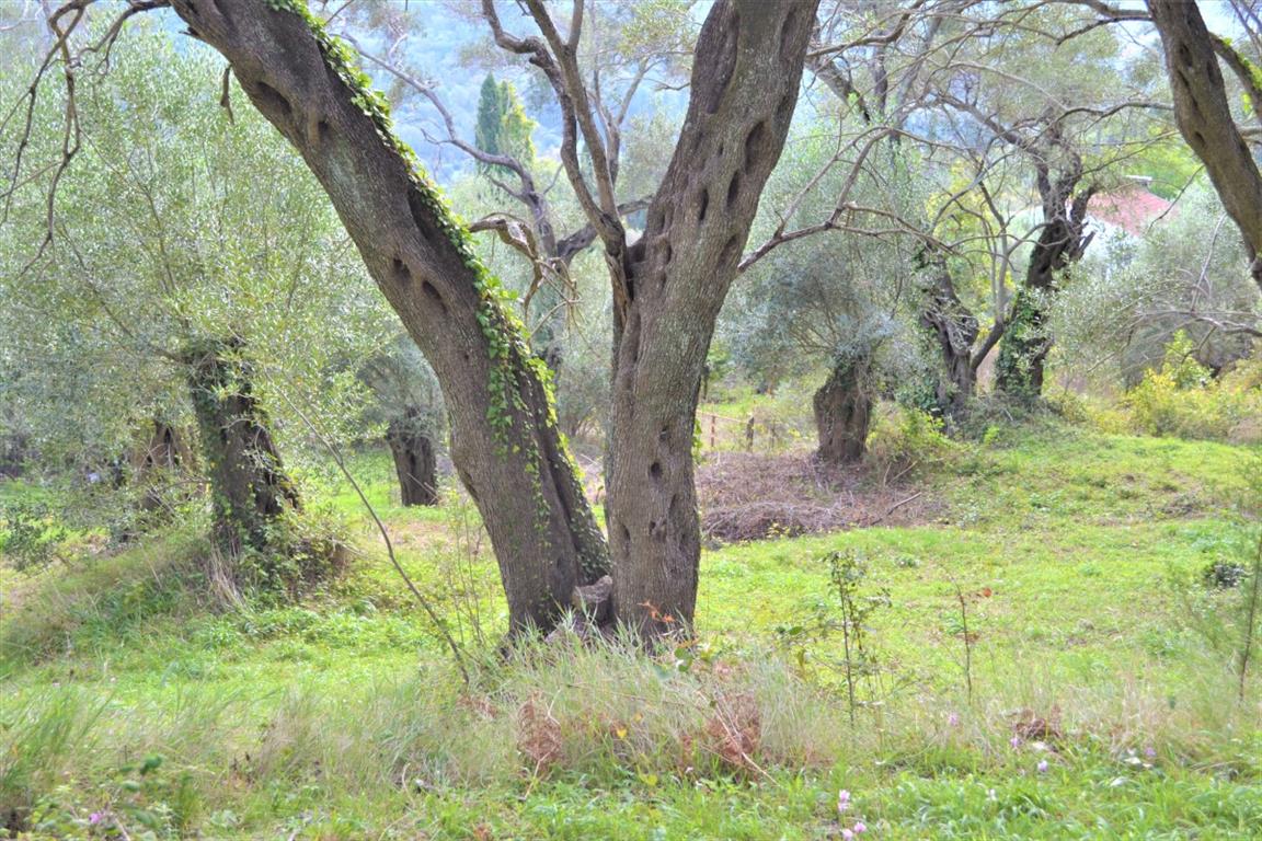 Terreno en Corfú, Grecia, 3 136 m² - imagen 17