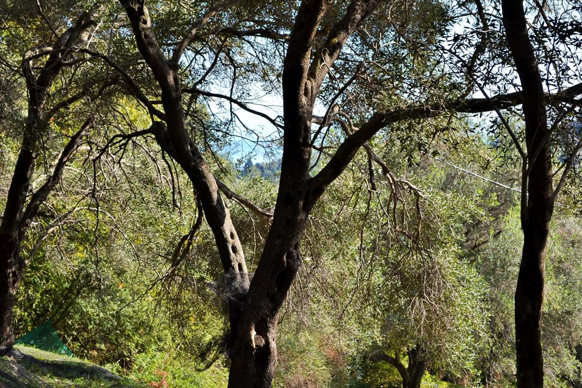 Terreno a Corfù, Grecia, 14 530 m2 - foto 17