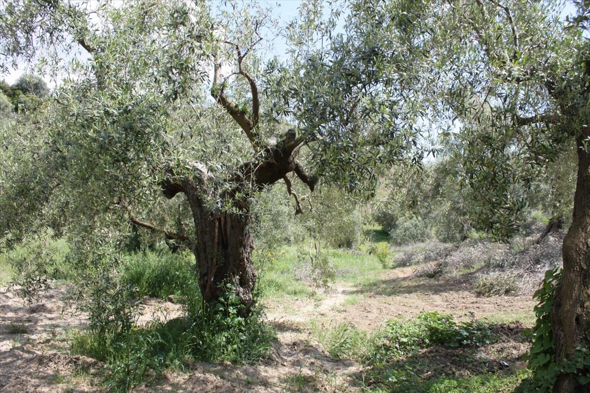 Terreno a Kassandra, Grecia, 23 000 m2 - foto 17