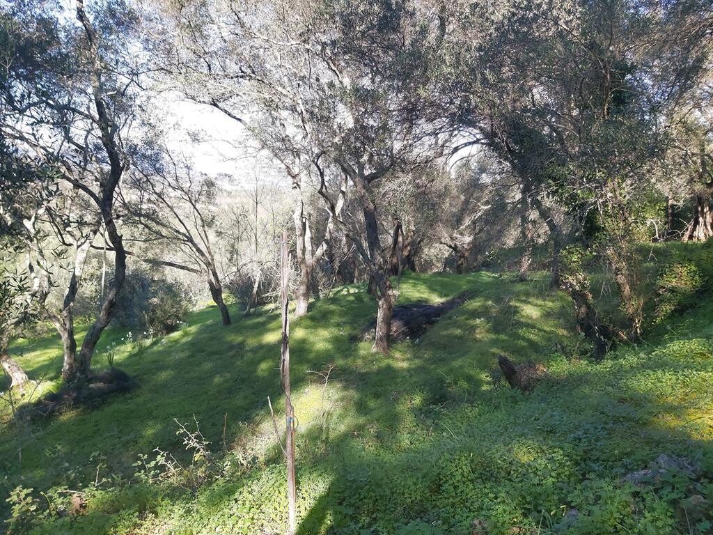 Terreno en Corfú, Grecia, 7 000 m² - imagen 18