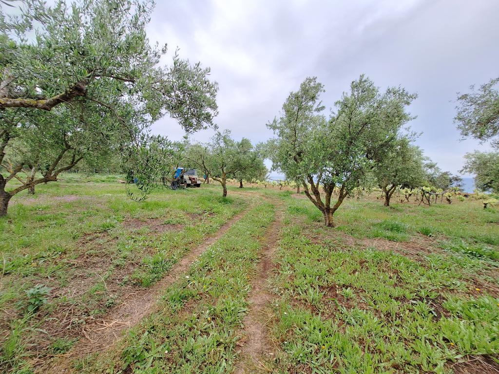 Land in Corfu, Greece, 4 444 m² - picture 18
