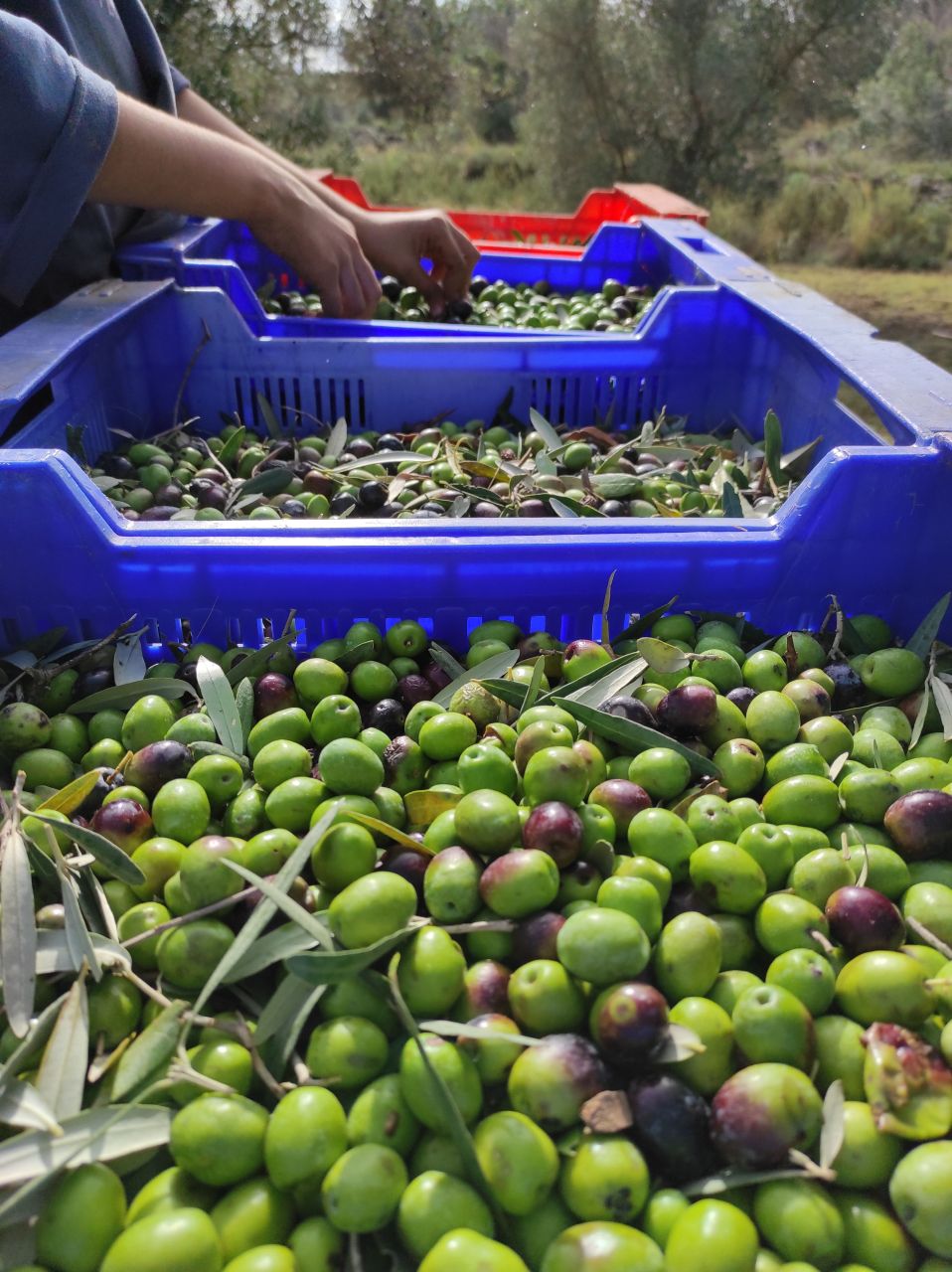 Maison en rénovation à Valence, Espagne, 488 m² - image 9