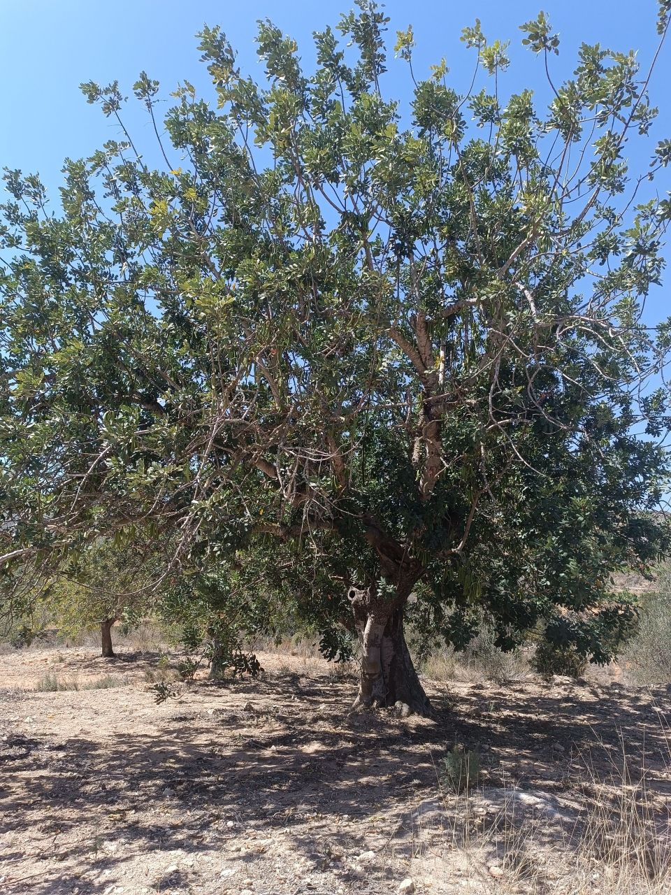 Maison en rénovation à Valence, Espagne, 488 m² - image 2