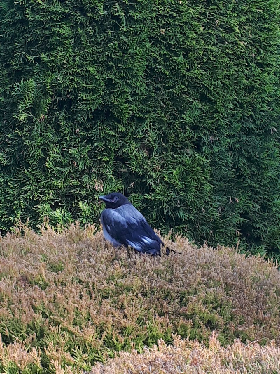 Villa in Zlatibor, Serbien, 210 m² - Foto 18