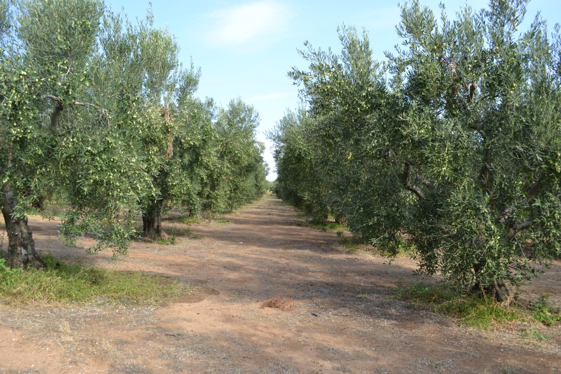 Grundstück in Chalkidiki, Griechenland, 12 375 m² - Foto 1