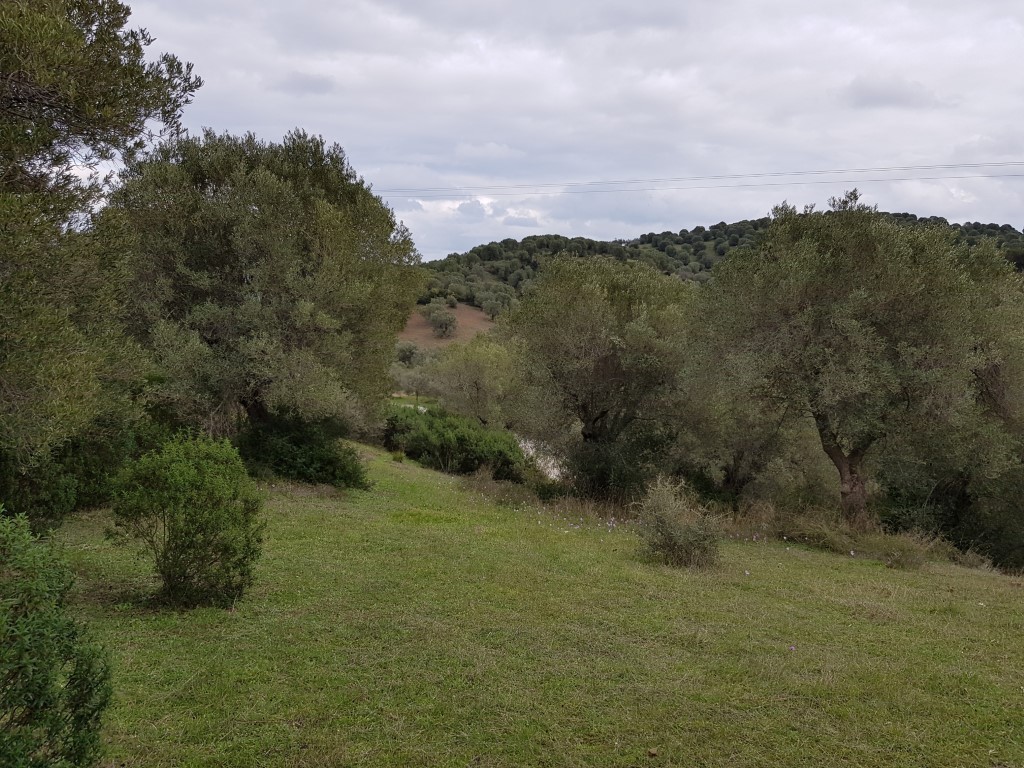 Land in Kassandra, Greece, 13 289 m² - picture 2