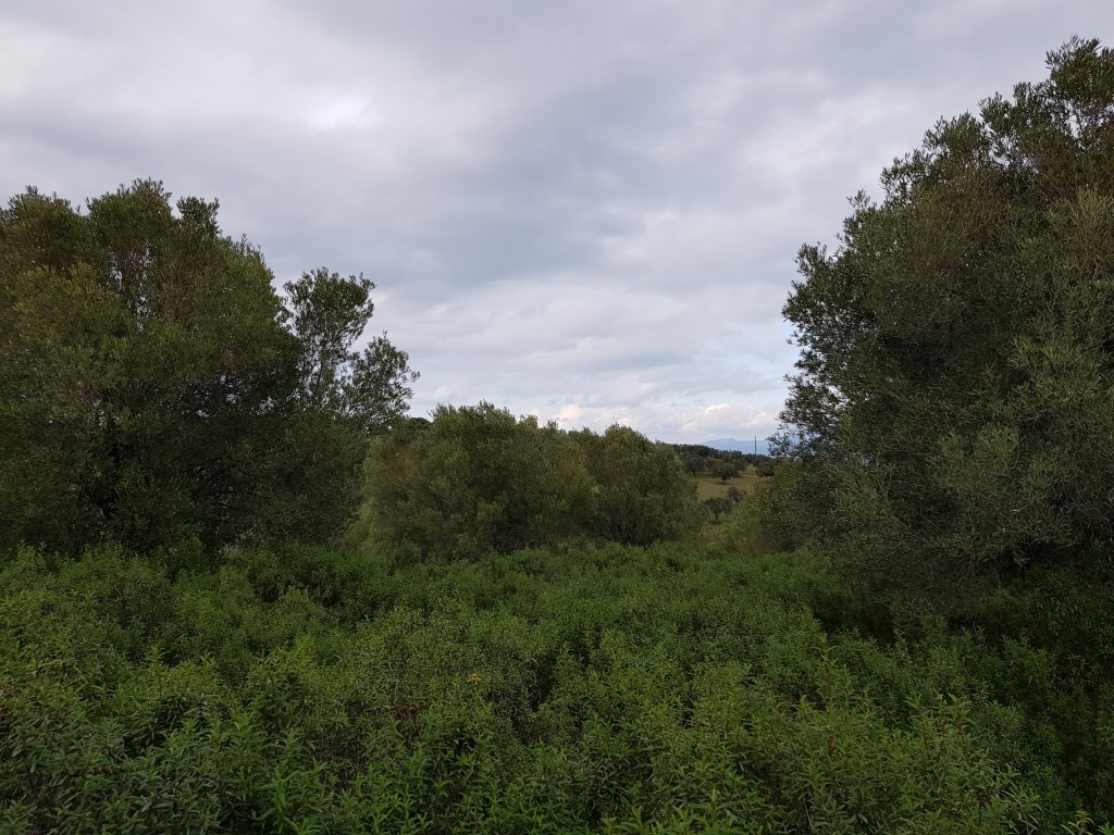 Land in Kassandra, Greece, 13 289 m² - picture 3