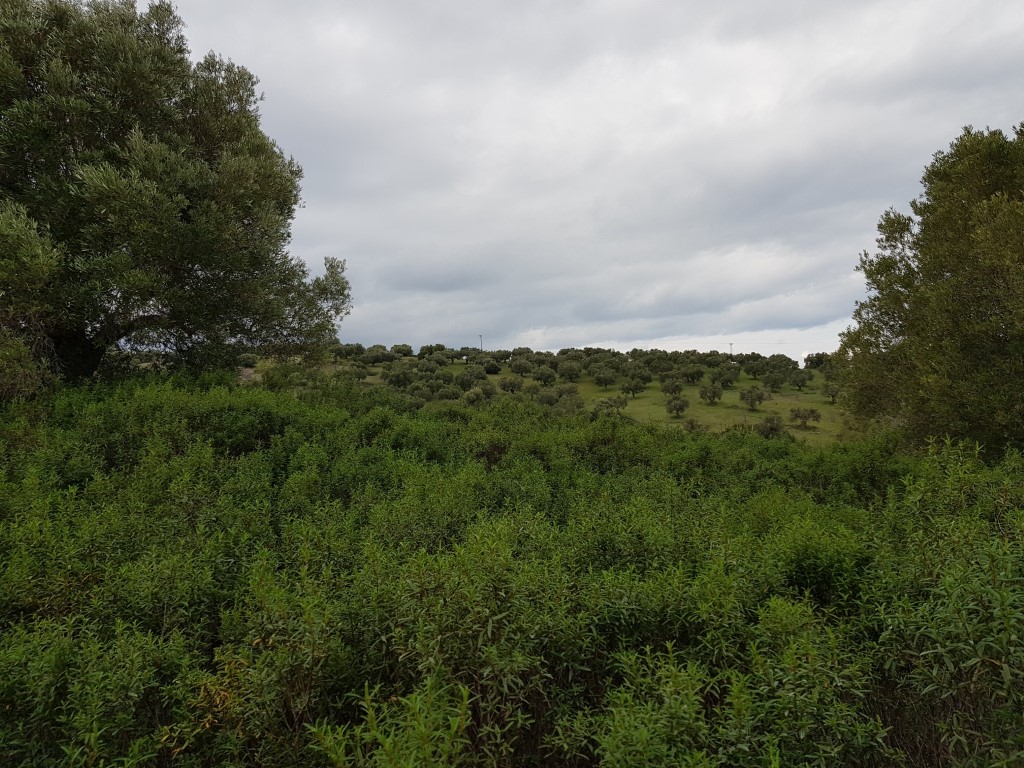 Land in Kassandra, Greece, 13 289 m² - picture 4