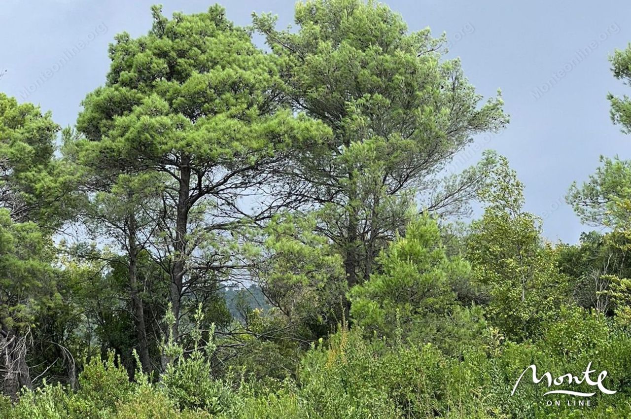 Land in Tivat, Montenegro, 1 219 m² - picture 4