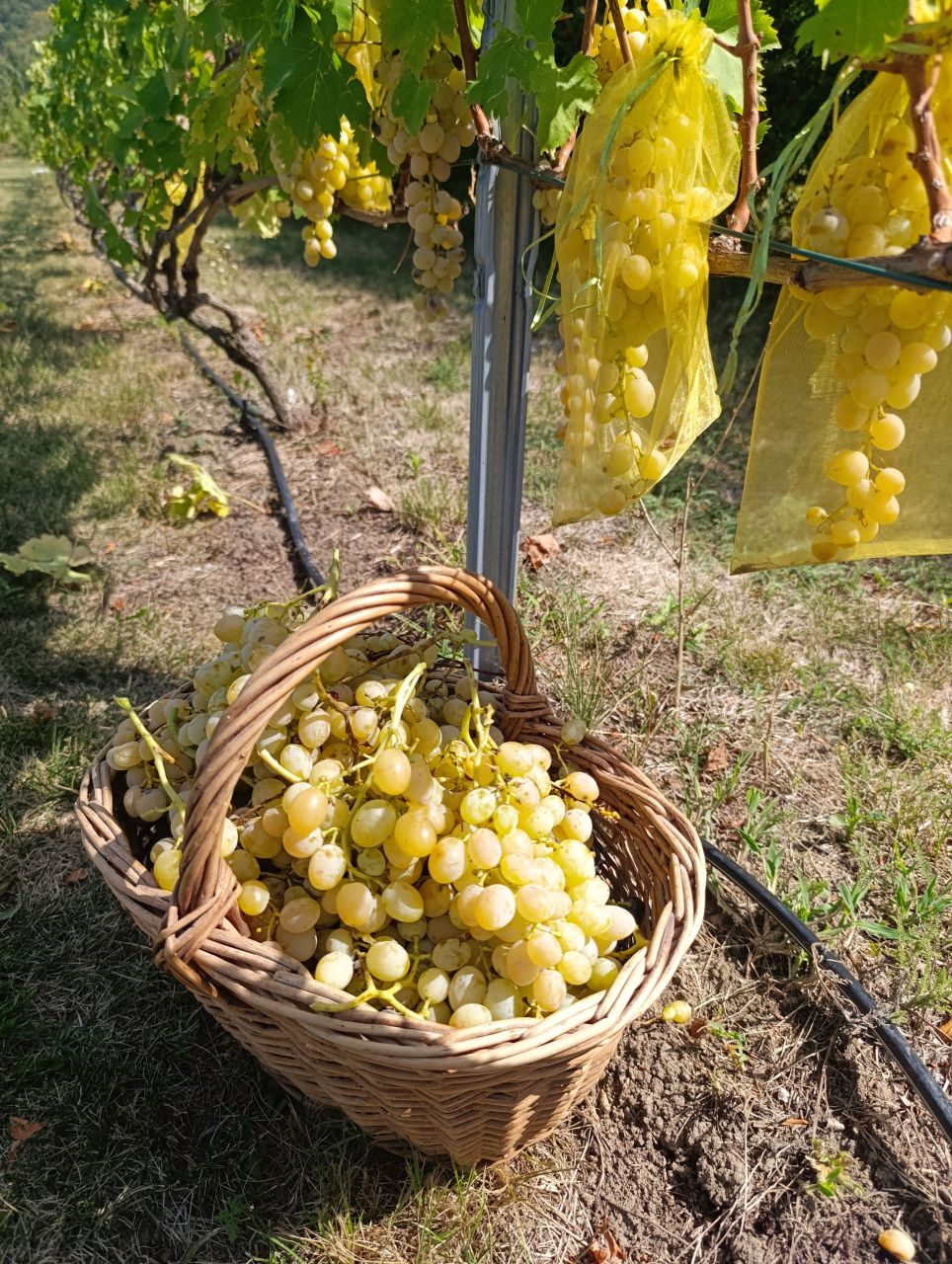 Villa a Belgrado, Serbia, 600 m² - foto 15