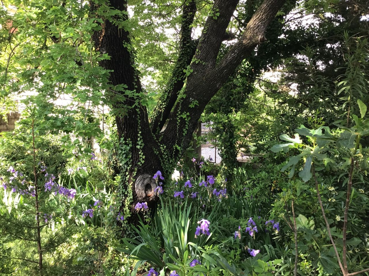 Casa en remodelacion en Sutomore, Montenegro, 260 m² - imagen 11